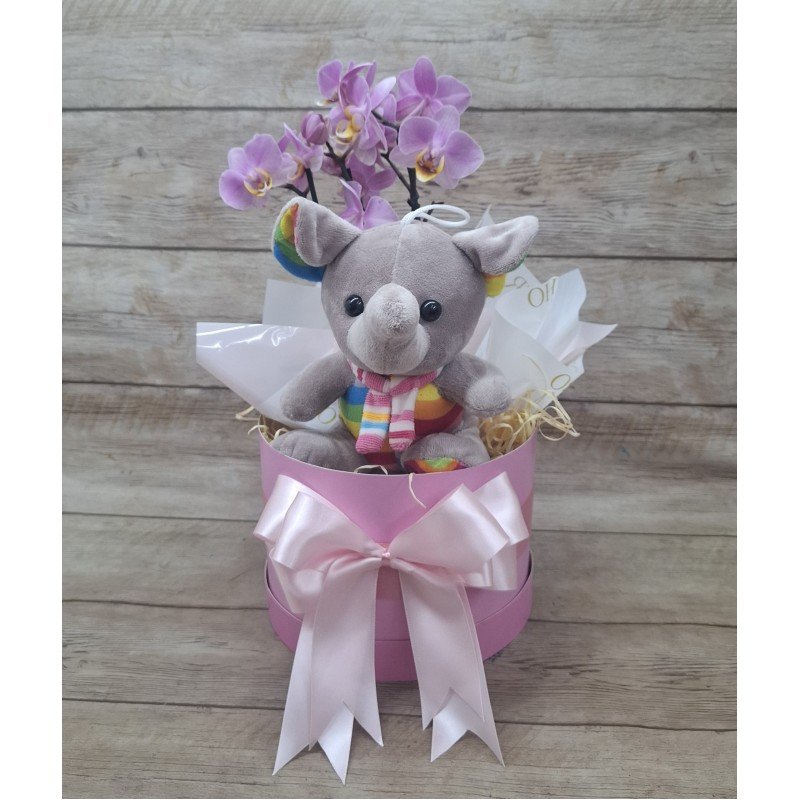 Kit Maternidade Menina com Mini Orquídea 2 Hastes Pote 9 - Cor Variada + Pelúcia Kit Maternidade Menina com Mini Orquídea 2 Hastes Pote 9 - Cor Variada + Pelúcia